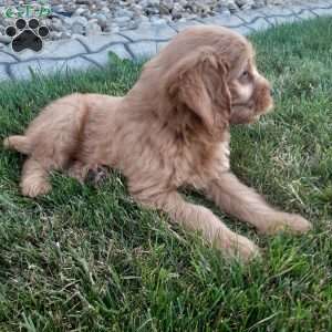 Waffles, Mini Goldendoodle Puppy